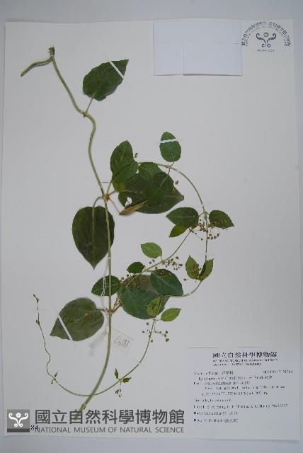 鷗蔓藏品圖，第1張