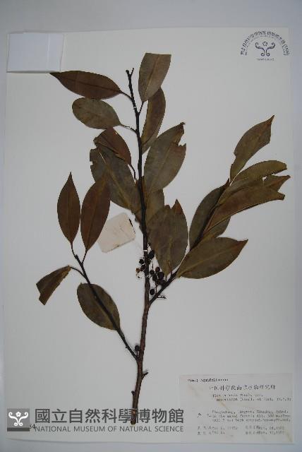 細果鐵冬青藏品圖，第1張