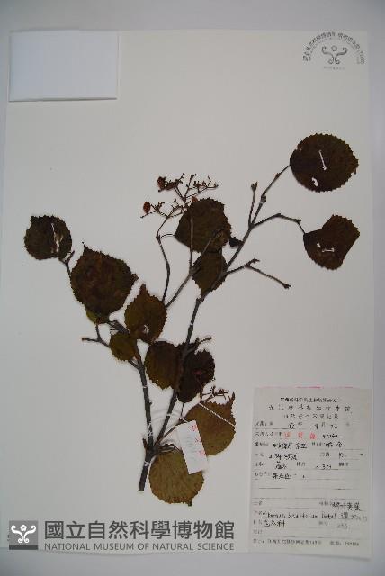 樺葉莢迷、玉山莢迷藏品圖，第1張