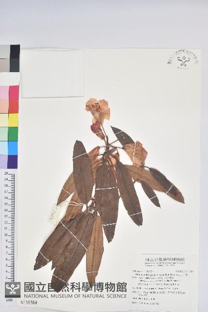 玉山杜鵑藏品圖，第1張