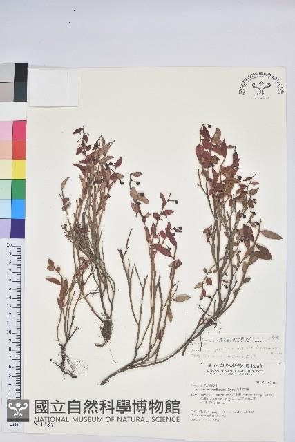 毛蕊花藏品圖，第1張