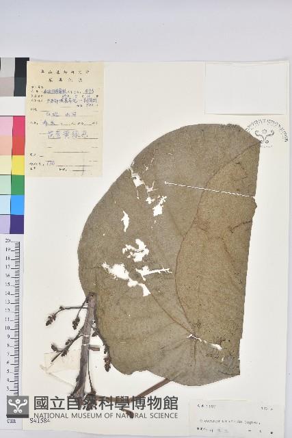 登錄號:S041584藏品圖，第1張