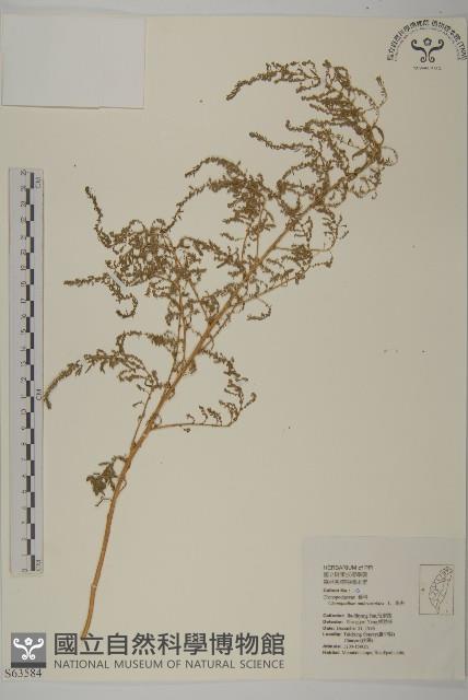 臭杏、土荊芥藏品圖，第1張