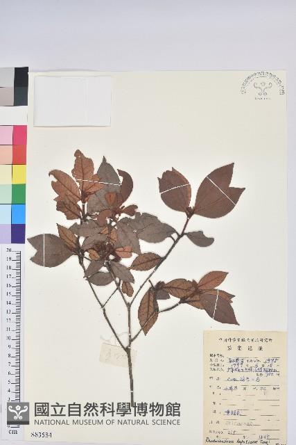 褐色杜鵑花藏品圖，第1張