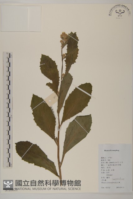 艾納香藏品圖，第1張