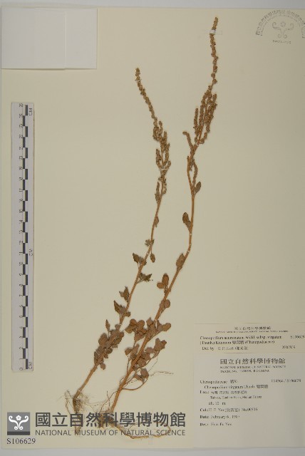 變葉藜藏品圖，第1張