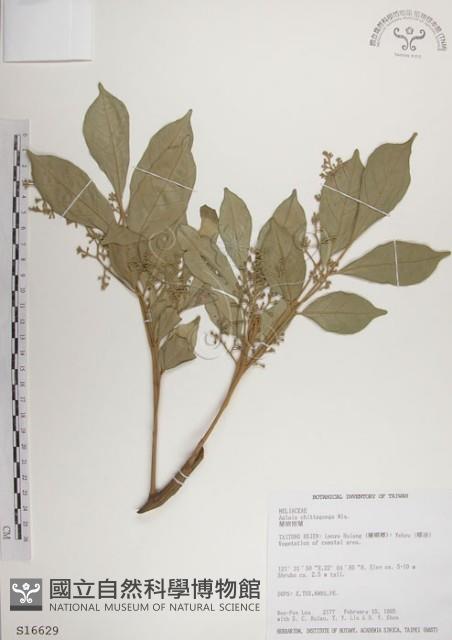 蘭嶼樹蘭藏品圖，第1張