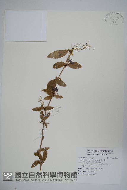 臺灣小蘗藏品圖，第1張
