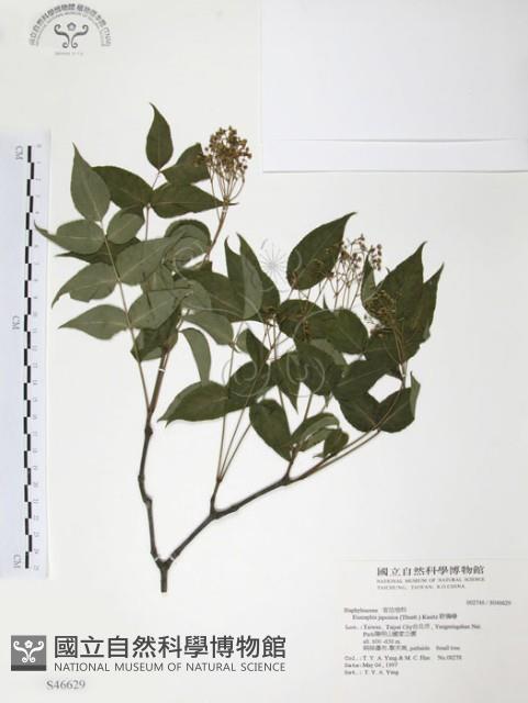 野鴉椿藏品圖，第1張