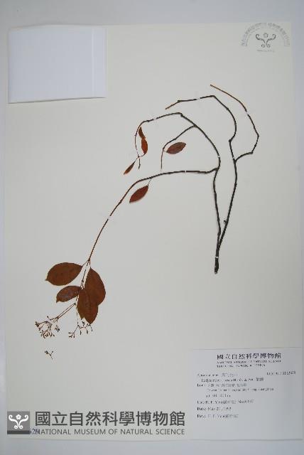 酸藤藏品圖，第1張