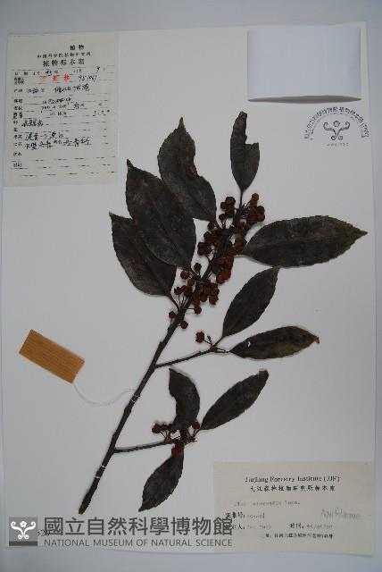 中型冬青藏品圖，第1張