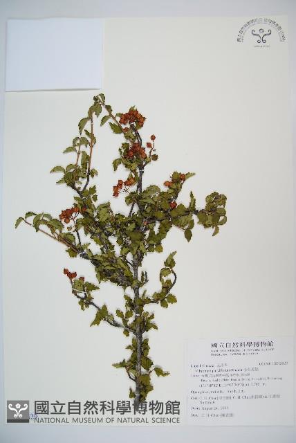 小葉莢迷藏品圖，第1張