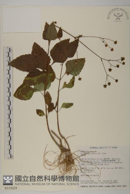 下田菊藏品圖，第1張