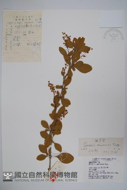 大葉小蘗藏品圖，第1張