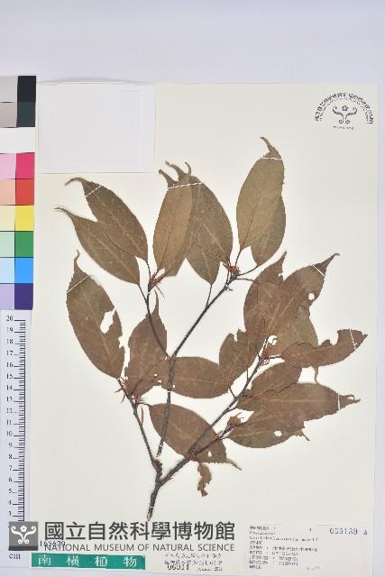 赤柯、赤椆、森氏櫟藏品圖，第1張