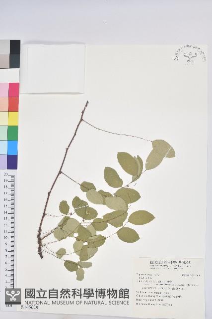 登錄號:S145629藏品圖，第1張