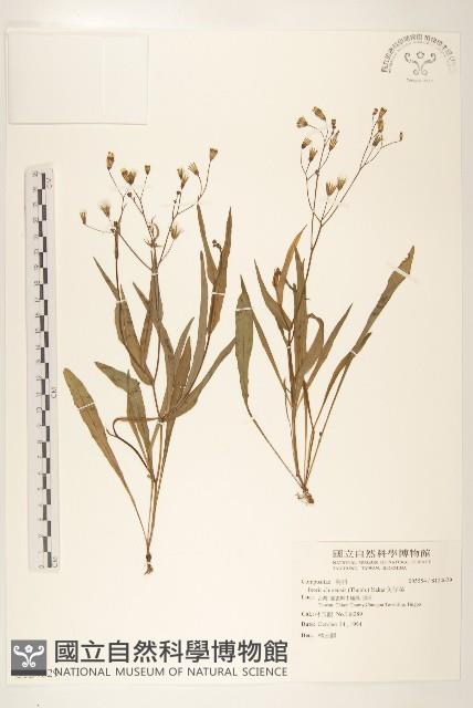 兔仔菜藏品圖，第1張