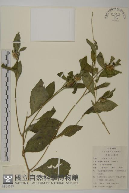 杓兒菜藏品圖，第1張