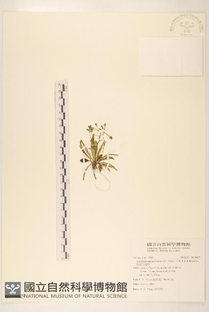 能高刀傷草藏品圖，第1張