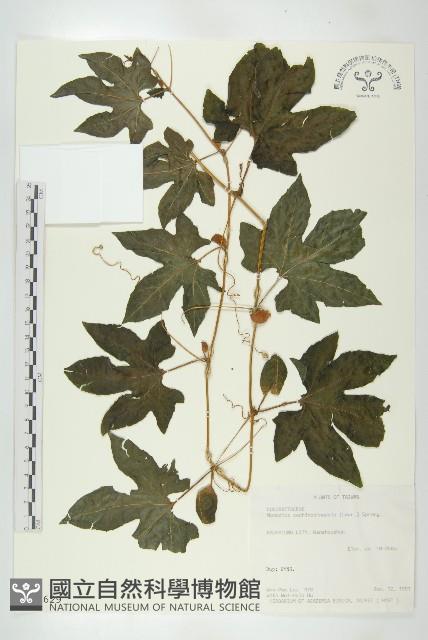 木鱉子藏品圖，第1張