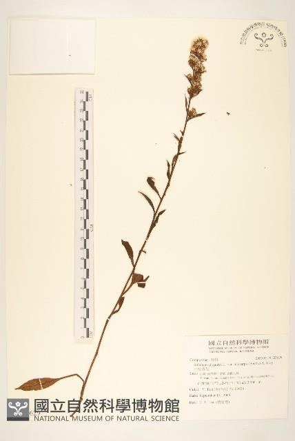 一枝黃花藏品圖，第1張