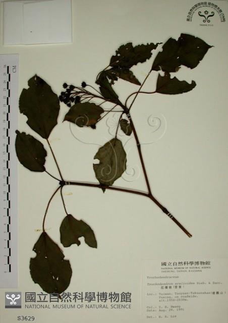 昆欄樹藏品圖，第1張