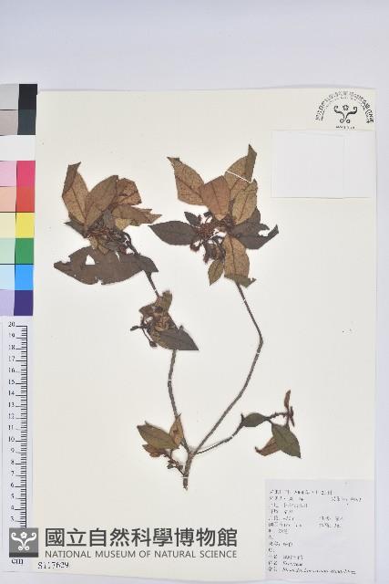 溪畔杜鵑花藏品圖，第1張