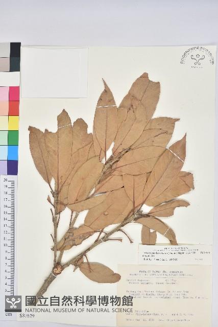 大葉石櫟藏品圖，第1張