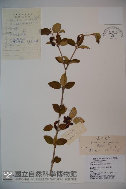 蒙古莢迷藏品圖，第1張