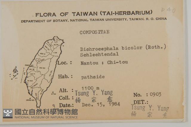 茯苓菜藏品圖，第1張