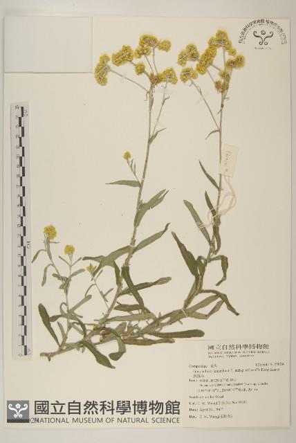 鼠麴草藏品圖，第1張