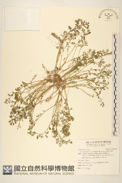 假吐金菊藏品圖，第1張