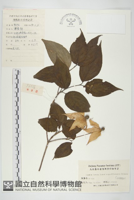四照花、山荔枝藏品圖，第1張