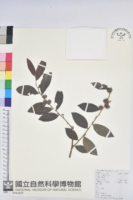 紅毛饅頭果藏品圖，第1張