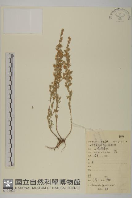 冷蒿藏品圖，第1張