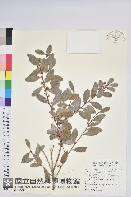 凹葉越橘藏品圖，第1張