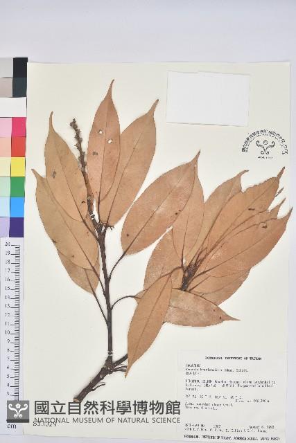 短尾柯、油葉杜、嶺南柯藏品圖，第1張