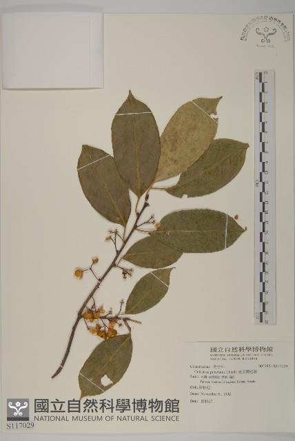 光果南蛇藤藏品圖，第1張