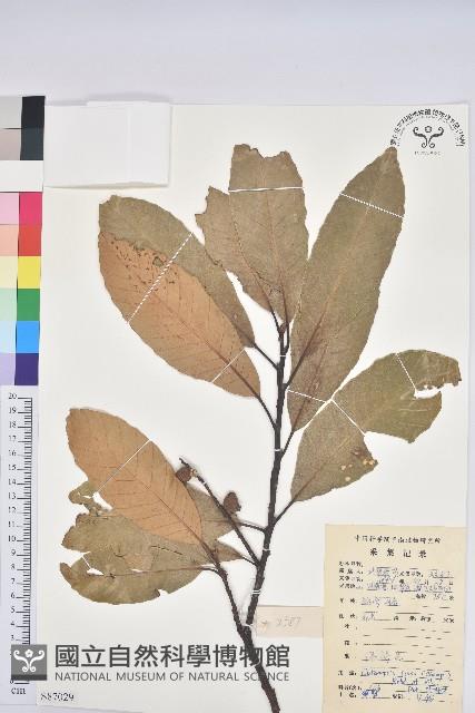 黧蒴栲藏品圖，第1張