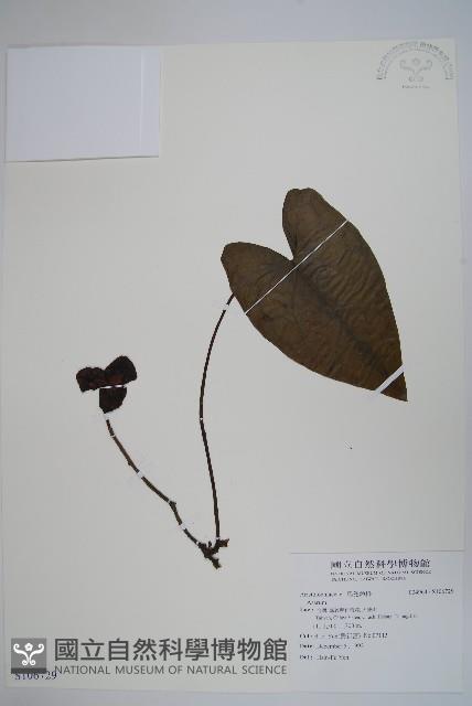 登錄號:S106729藏品圖，第1張