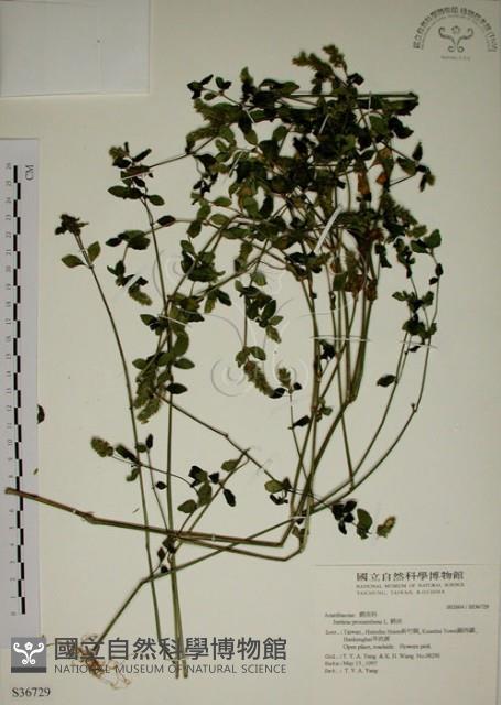 爵床藏品圖，第1張