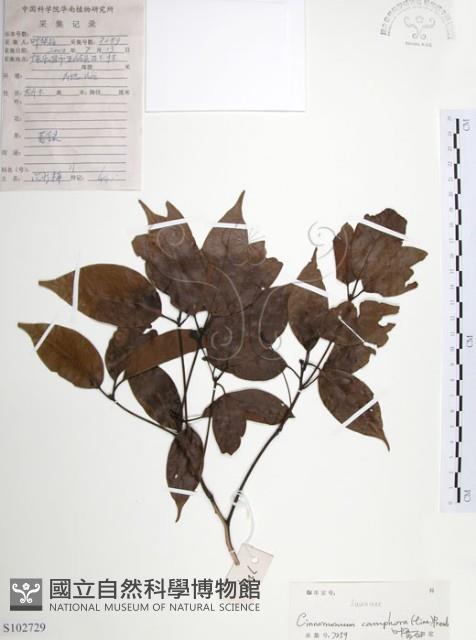 樟樹藏品圖，第1張