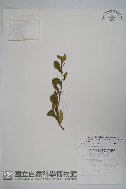 武靴藤藏品圖，第1張