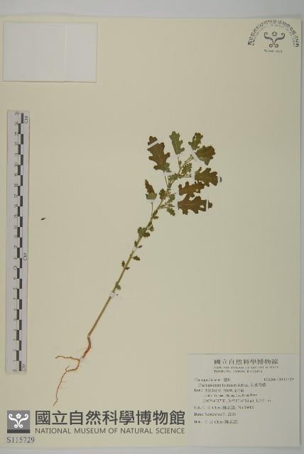 菊葉香藜藏品圖，第1張