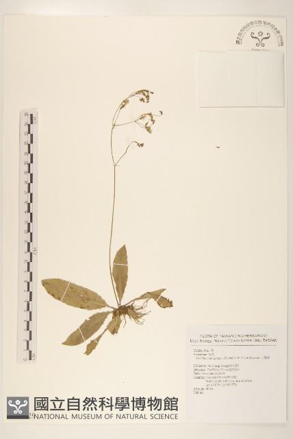 刀傷草藏品圖，第1張