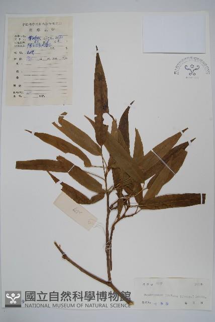 變葉樹參藏品圖，第1張