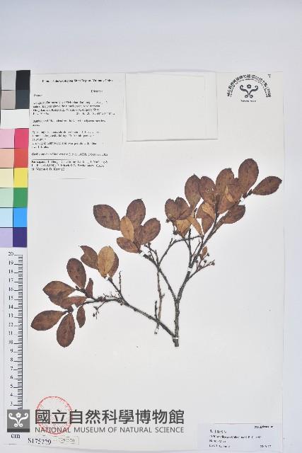 毛葉珍珠花藏品圖，第1張