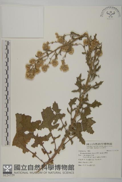 裂葉艾納香藏品圖，第1張