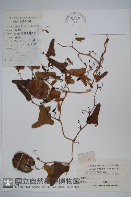 馬兜鈴藏品圖，第1張