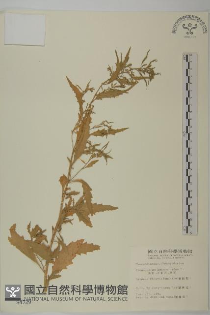 臭杏、土荊芥藏品圖，第1張